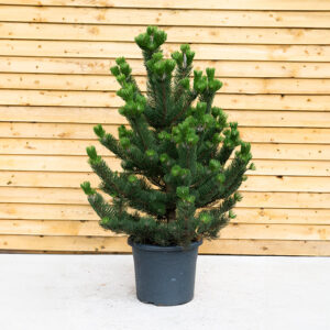 Pinus Nigra ‘Oregon Green’