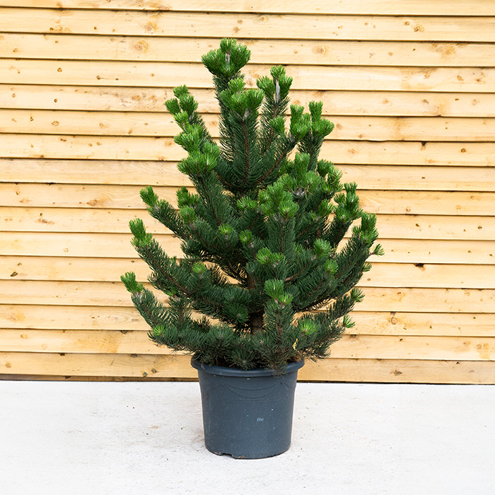 Pinus Nigra ‘Oregon Green’