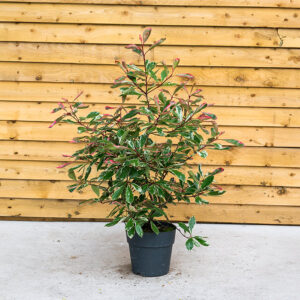 Photinia Fraseri Pink Marble