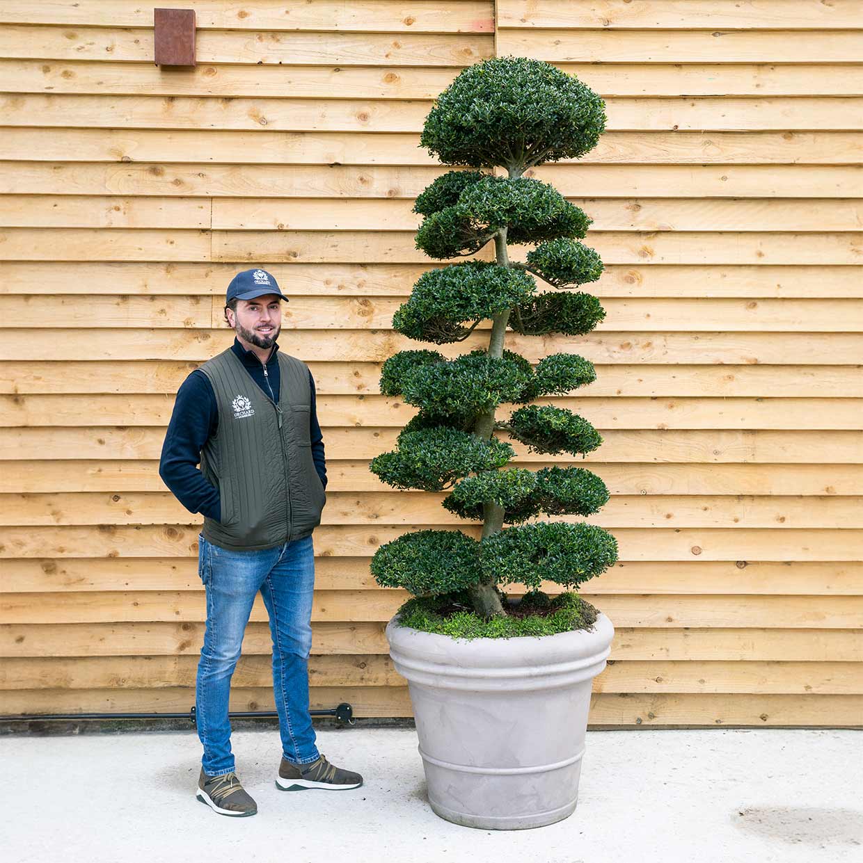 Ilex Crenata Bonsai Cloud Orchard Nurseries Selby