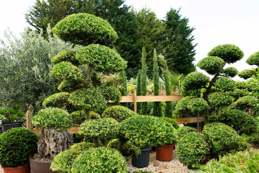 Bonsai Cloud Trees: Masterpieces for Every Garden