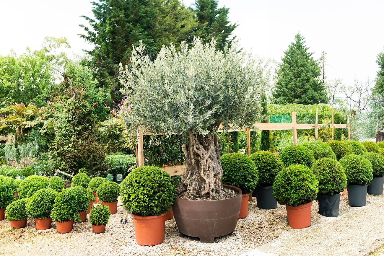 Bring the Mediterranean to Your Garden: The Elegance of Olive Trees