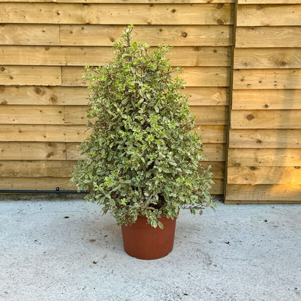 Pittosporum tenuifolium Elizabeth