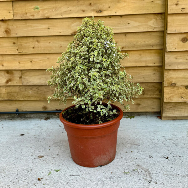 Pittosporum tenuifolium 'Variegatum'