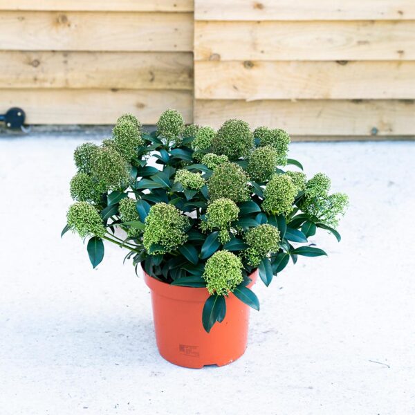 Skimmia Japonica 'Kew Green'