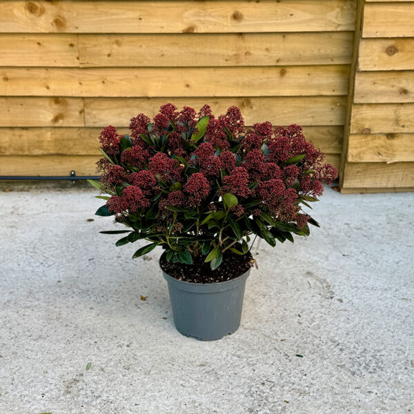 Skimmia Japonica