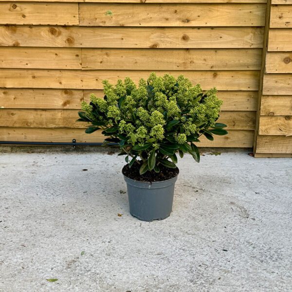 Skimmia Japonica 'Kew Green'