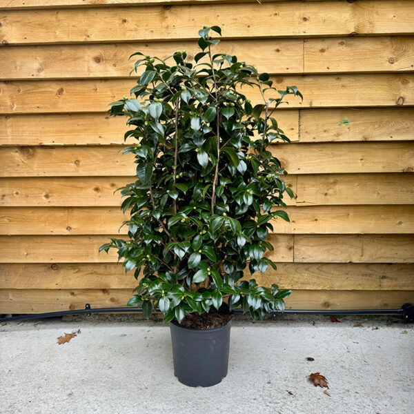 White-Flowered Camellia Japonica