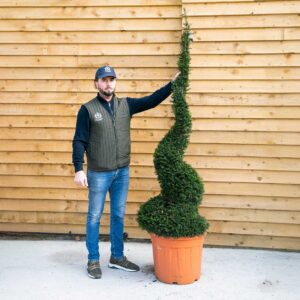 Taxus Yew Spiral