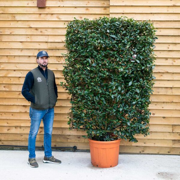 Photinia ‘Little Red Robin’ Climber