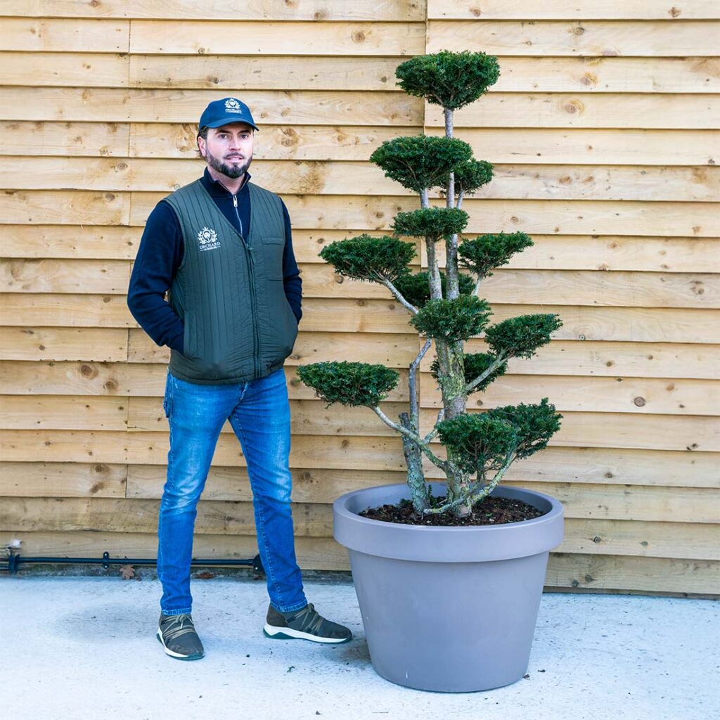 Yew Taxus Baccata Cloud