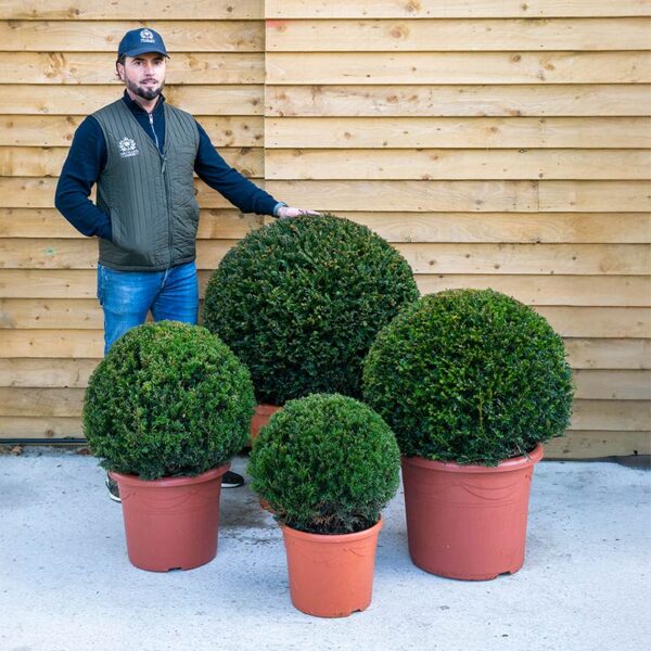 Taxus Baccata (Yew Ball)