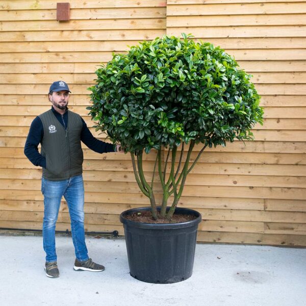 Multi-Stem Laurel 'Rotundifolia'