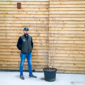 Cornus kousa 'Milky Way'