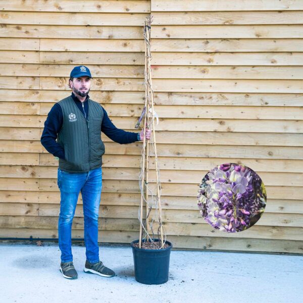 Wisteria sinensis 'Prolific'