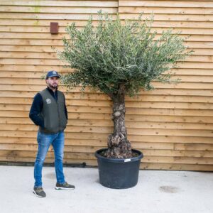 100-year-old olive tree