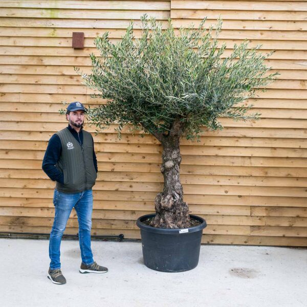 100-year-old olive tree