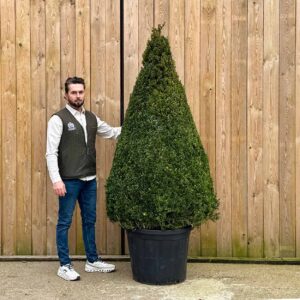 Buxus Cone Orchard Nurseries UK