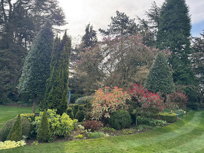 Selection of shrubs, standards and topiary for a full border