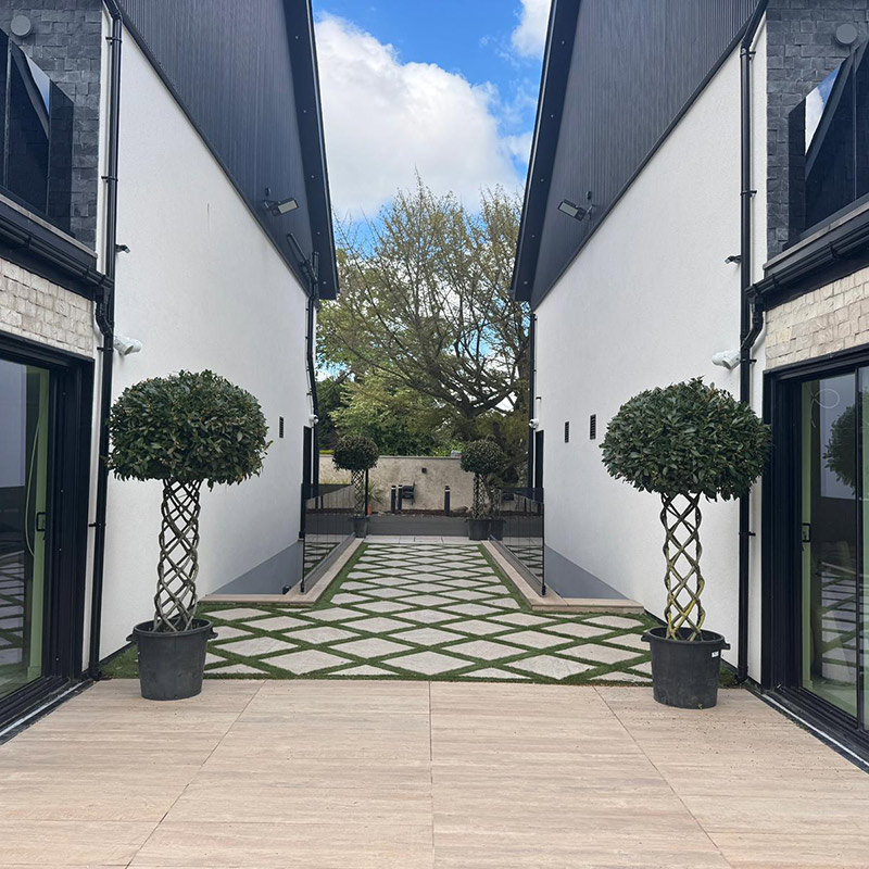 Bay trees - Single Stem and Plaited