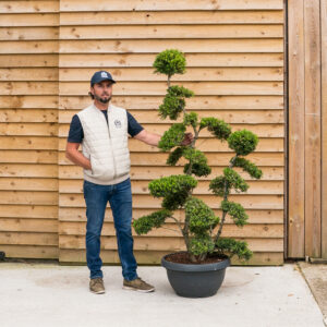 IlexCrenataBonsaiCloudTree-8
