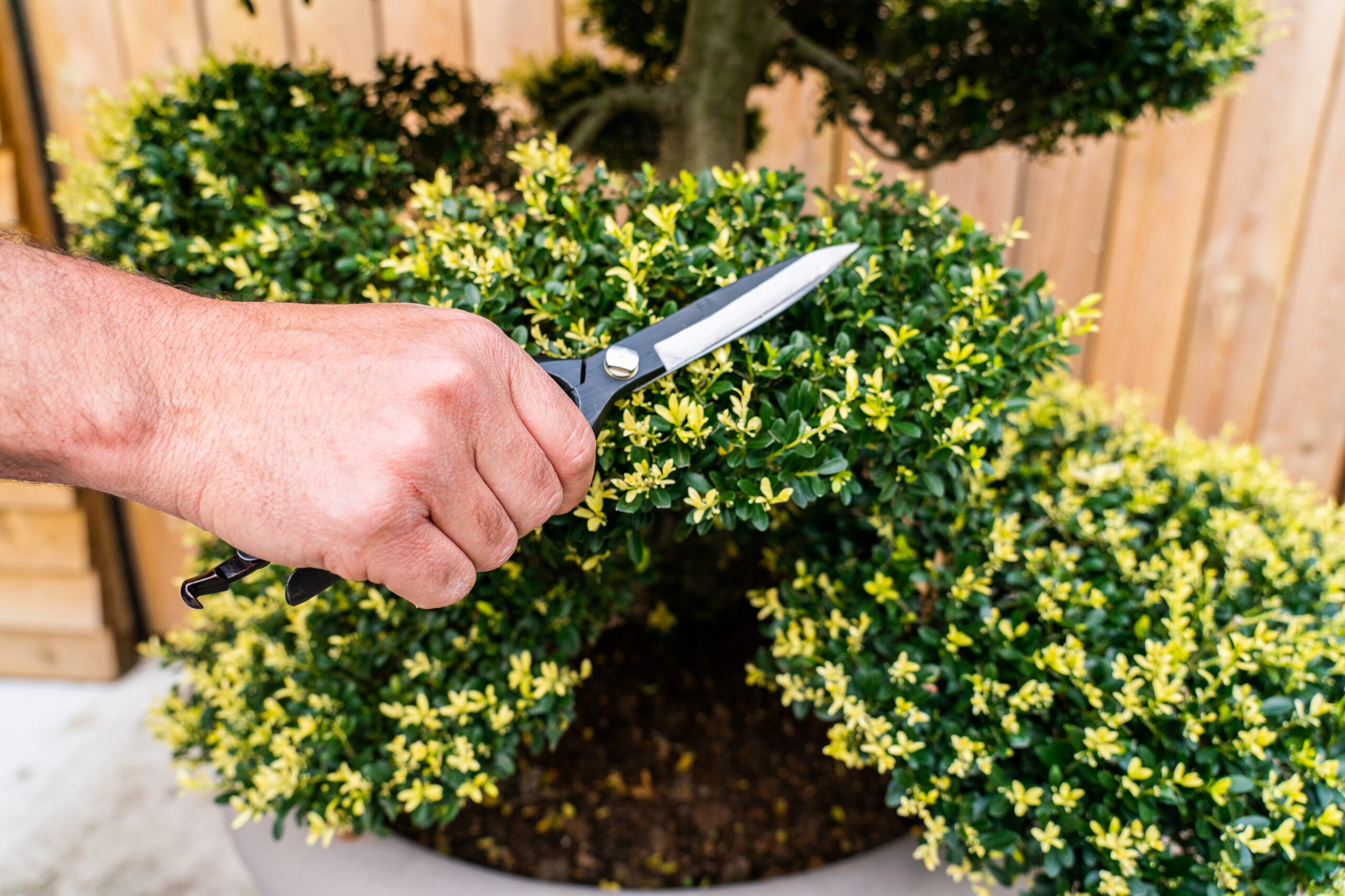 OrchardNurseries.Topiary.Clipping214