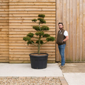 Bonsai Cloud Tree Pinus Norske