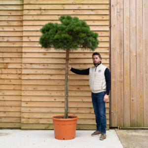 ORCHARD NURSERIESPinus standard -6