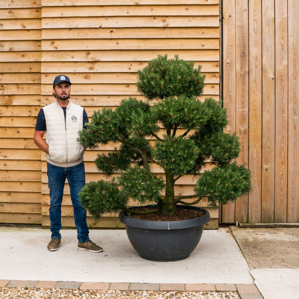OrchardNurseries.Pinus Mugo Bonsai Tree