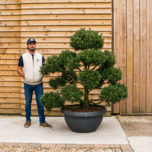 OrchardNurseries.Pinus Mugo Bonsai Tree