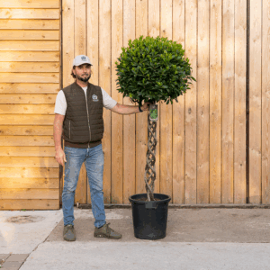 Plaited Stem Bay Tree-137
