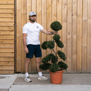 Ilex crenata Bonsai Cloud Tree -15