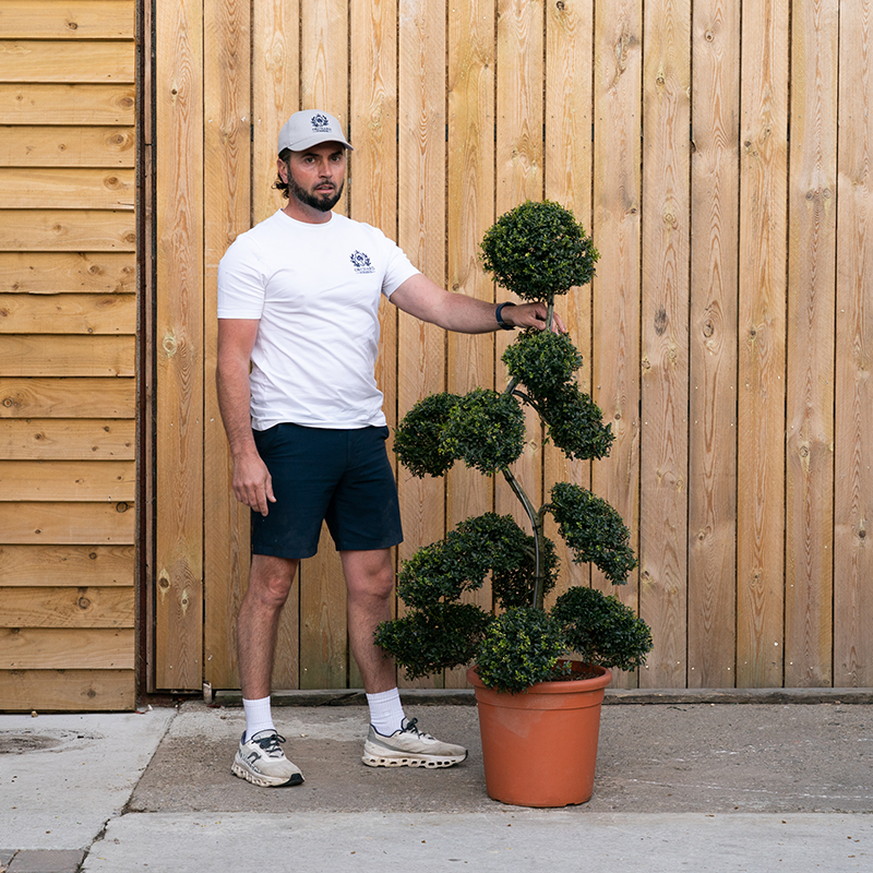 Ilex crenata Bonsai Cloud Tree -15