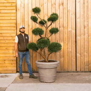 Pinus sylvestris (Pine Cloud Tree)-151
