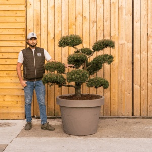 Pinus ‘Norske’ Bonsai Cloud tree-156