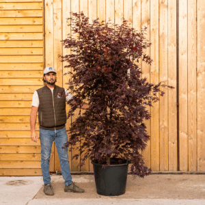Acer palmatum ‘Skeeter’s Broom’-168