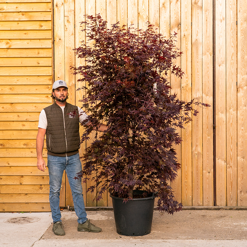 Acer palmatum ‘Skeeter’s Broom’-168