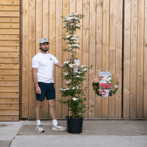 Viburnum Kilimandjaro Climber-18