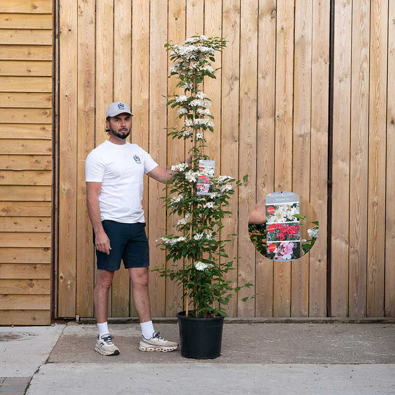 Viburnum Kilimandjaro Climber-18