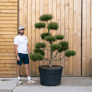 Pinus sylvestris ‘Norske Typ’ Cloud Tree 21