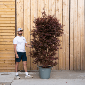 Acer palmatum ‘Skeeter’s Broom’ 30