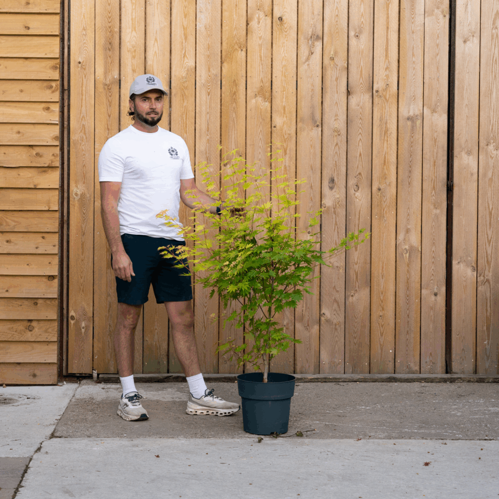 Acer shirasawanum ‘Jordan’ 32