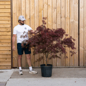 Acer palmatum ‘Garnet’-37