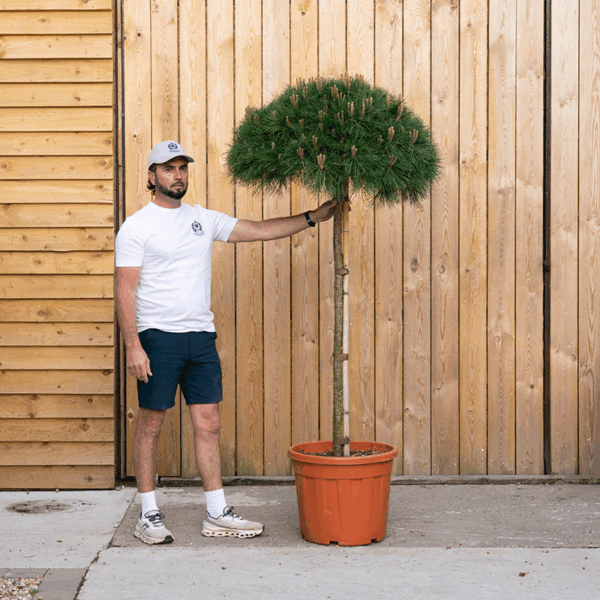 Pinus nigra ‘Brepo’ 42