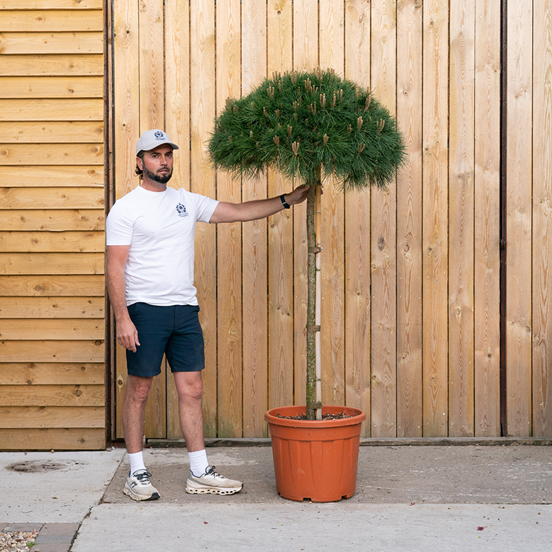 Pinus nigra ‘Brepo’ 42
