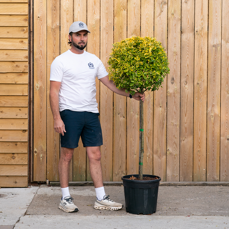 Euonymus Japonicus-48