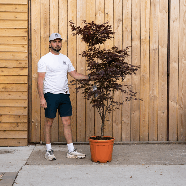 Acer palmatum ‘Bloodgood’-60