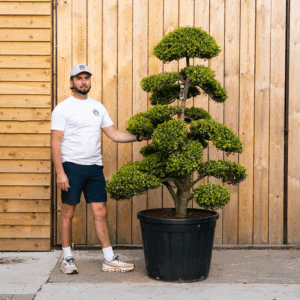 Ilex crenata Bonsai Cloud Tree-72