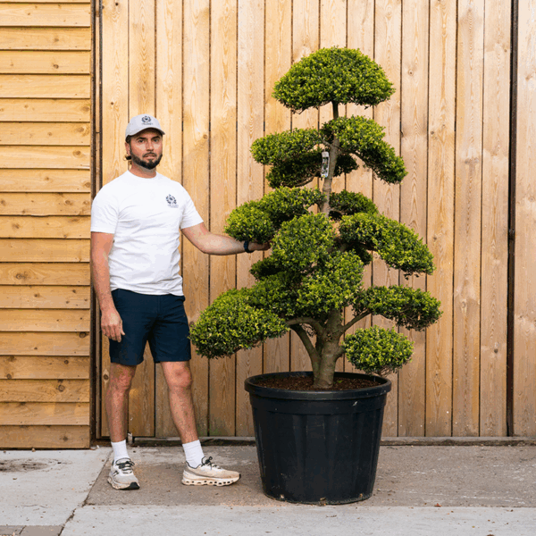 Ilex crenata Bonsai Cloud Tree-72