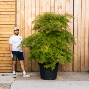 Acer palmatum ‘Dissectum’